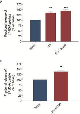 Dopamine-Induced Ascorbate Release From Retinal Neurons Involves Glutamate Release, Activation of AMPA/Kainate Receptors and Downstream Signaling Pathways